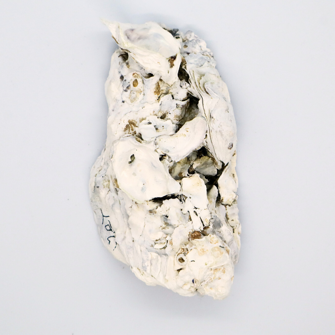 sierbakje-oester-kreeft-achterzijde