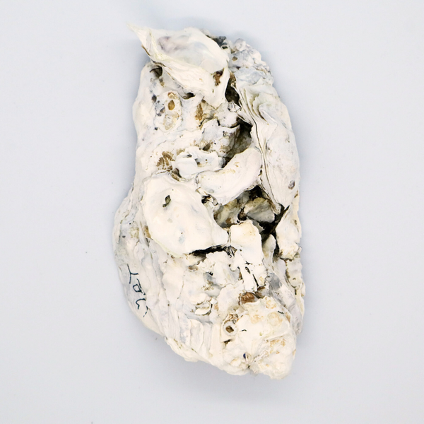 sierbakje-oester-kreeft-achterzijde